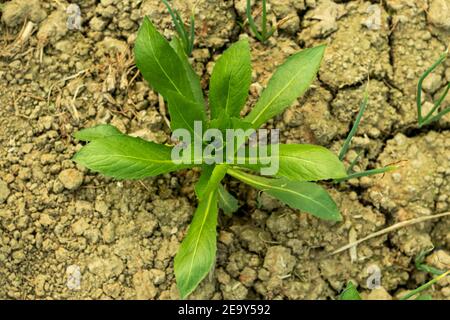 Scotch Distel Baum hat so viele gemeinsame Namen gehören cardus marianus, Milchdistel, gesegnete Milchdistel, Mariendistel. Diese Art ist ein jährliches oder Stockfoto