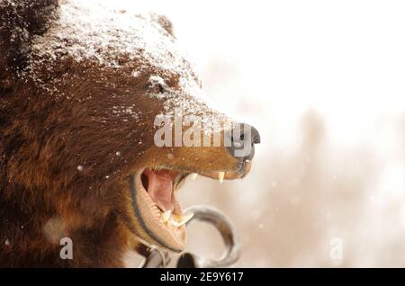 Ein gefüllter Braunbär mit offenem Mund auf einem City Street bei einem Schneefall Stockfoto