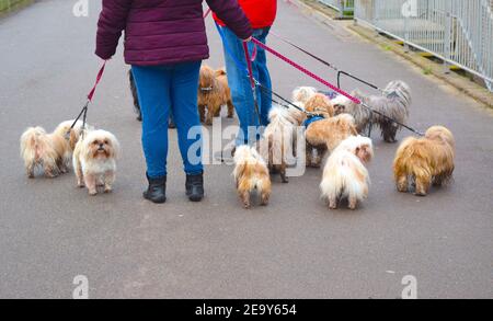Die Leute laufen mit vielen kleinen, lustig aussehenden Hunden an der englischen Strandpromenade. Stockfoto