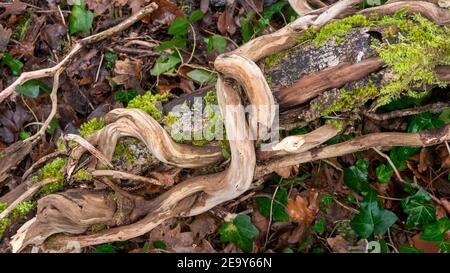 Trockener Baumstamm und Lianen in ewiger Umarmung Stockfoto