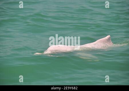 Blick auf exotische rosa Delphine schwimmen in klarem türkisfarbenen Wasser in Sonnenlicht. Schwimmen rosa Delphin in klarem Wasser. Stockfoto