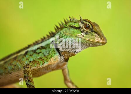 Emma Gray's Forest Lizard - Calotes emma, schöne farbige Eidechse aus südostasiatischen Wäldern, Thailand. Stockfoto