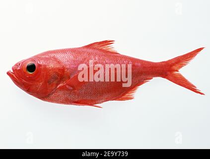 Frischer Fisch auf weißem Hintergrund isoliert Stockfoto