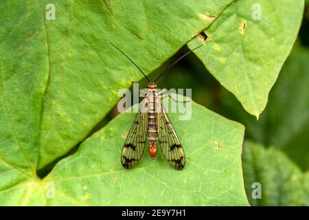 Gemeiner Skorpionfliege (Panorpa communis) Eine reichlich harmlose Insektenart in Großbritannien und gefunden Europa Stock Foto Bild Stockfoto