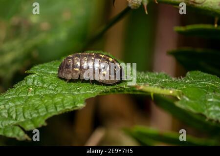 Waldlaus Sau Bug eine reichlich harmlose Waldlaus Insektenart gefunden In Großbritannien und Europa Stockfoto Stockfoto