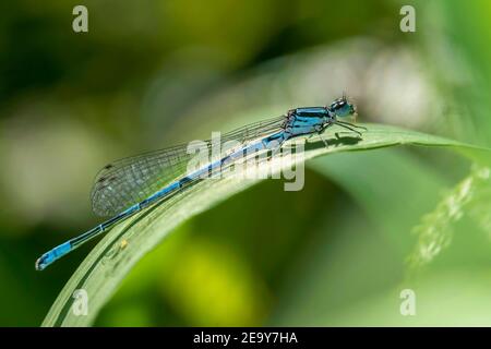 Blaue Damselfliege, Coenagrion puella eine gewöhnliche blaue männliche Insektenart, ähnlich der Libelle, die auf einem Schilfstock ruht Stockfoto
