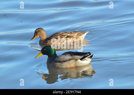 Ein Paar Mallard Ducks an der Themse in North Woolwich, London Stockfoto