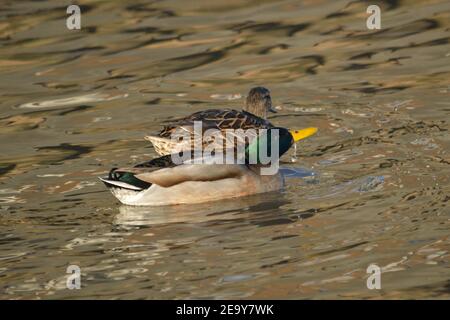 Ein Paar Mallard Ducks an der Themse in North Woolwich, London Stockfoto