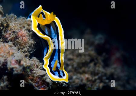 Chromodoris Nudibranch (Chromodoris annae) Stockfoto