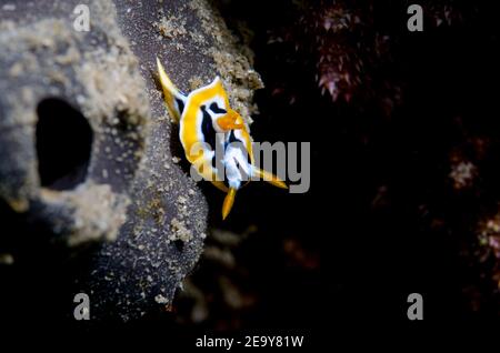 Chromodoris Nacktschnecken Stockfoto