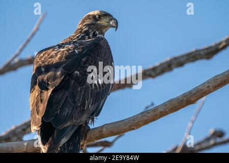 Juvenile Weißkopf-Seeadler Stockfoto