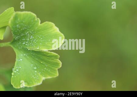 Ginkgo biloba Blätter schließen auf verschwommenem grünen Hintergrund.Ginkgo biloba Zweig.Nützliche Pflanzen. Alternative Medizin Stockfoto