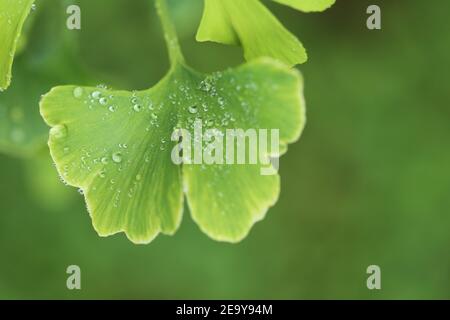 Ginkgo biloba Blätter mit Wassertropfen auf verschwommenem grünen Hintergrund.Ginkgo biloba Zweig.Nützliche Pflanzen. Alternative Medizin Stockfoto