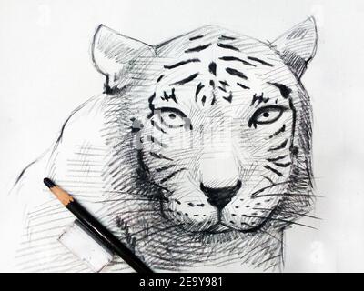 Kunst, Zeichnen, Kunst-Sketch-Tiger, Gepard, Leopard Stockfoto