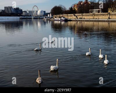 31/01/2021 - Polen/Krakau - Blick über die weichselufer. Weiße Schwäne schwimmen über den Fluss. Stockfoto