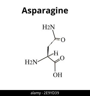 Asparagin ist eine Aminosäure. Chemische Molekülformel Asparagin ist Aminosäure. Vektorgrafik auf isoliertem Hintergrund Stock Vektor
