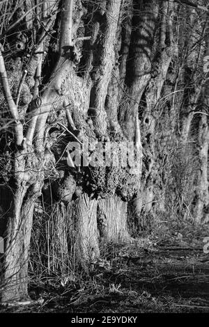 Die alte Lindenallee im Winter. Schöne Landschaft der Schwarz-Weiß-Fotografie Stockfoto