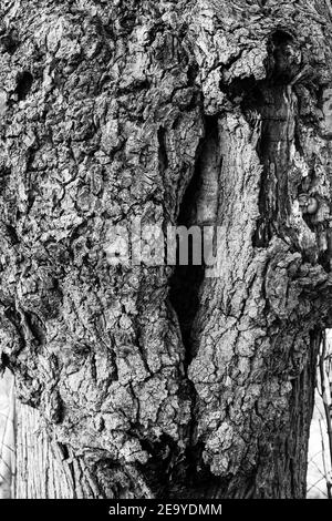 Die alte Lindenallee im Winter. Schöne Landschaft der Schwarz-Weiß-Fotografie Stockfoto