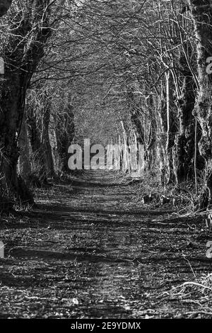 Die alte Lindenallee im Winter. Schöne Landschaft der Schwarz-Weiß-Fotografie Stockfoto