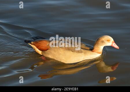 Ägyptische Gans entlang der Themse in North Woolwich, London Stockfoto