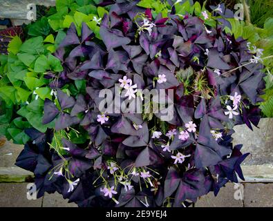 Purpur und grün oxalis triangularis begrüßen die Besucher auf diesem Chicago Kalksteinterrasse Stockfoto