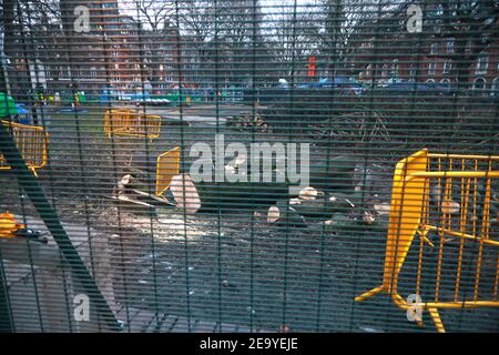 Euston, Central London, Großbritannien, 6th. Februar 2021: Bis zu sechzig Menschen trotzten dem kalten Wetter, um eine Kerzenlichtmahnwache abzuhalten. Am 10. Tag liefen Menschen in Kerzenlicht durch die Euston Square Gardens, um die verbleibenden acht Klimaaktivisten im Tunnel unter dem Platz zu unterstützen. Credit Natasha Quarmby/ ALAMY LIVE NACHRICHTEN Stockfoto