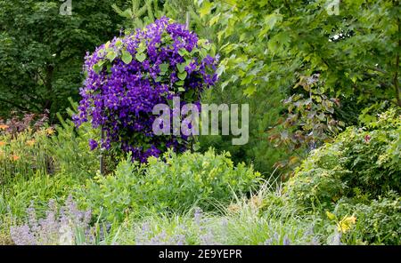 Royal lila Blumen aus der Jackmanii clematis in voller Blüte in diesem monet wie Garten im Mittleren Westen schaffen eine impressionistische Art Gartenlandschaft. Stockfoto