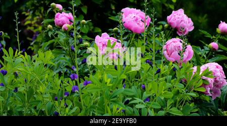 Schöne rosa Pfingstrosen in voller Blüte im Frühjahr. Stockfoto