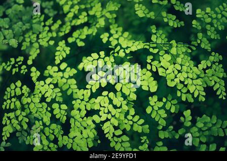 Farnbelaub, Nahaufnahme, selektiver Fokus. Grüne Natur Hintergrund. Stockfoto