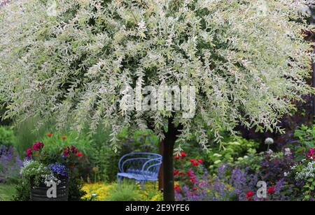 Magische japanische Weiden Zierbäume in einem schönen Sommergarten umgeben von einer Rosen, Karl Foerster Feather Schilfgras, Minze, Federgras Stockfoto