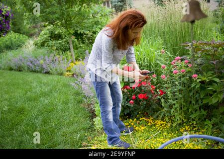 Auburn behaarte Frau mit Handy, um Bilder von Rosen zu machen Im Garten Stockfoto