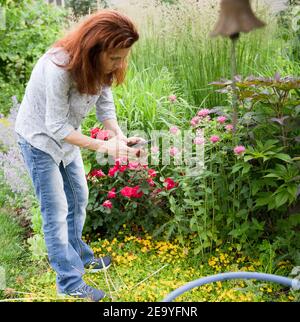 Auburn behaarte Frau mit Handy, um Bilder von Rosen zu machen Im Garten Stockfoto