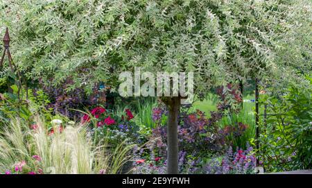 Magische japanische Weiden Zierbäume in einem Sommergarten umgeben von einer Rosen, Karl Foerster Feather Schilfgras, Minze, Federgras Stockfoto