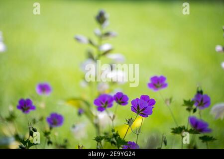 Zartes blauviolettes rozanne geraniums blüht gegen ein grünes Bokeh Hintergrund Stockfoto