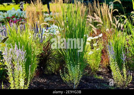 Karl Foerster Feather Reed Gräser mit ihren federleichten Federn, manierlich mit kühner vertikaler Erscheinung, verbunden mit Katzenminze und russischem Salbei Stockfoto