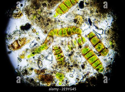 Mikroalgen unter dem Mikroskop, Probe aus Moos entnommen Stockfoto