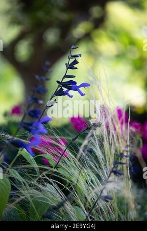 Spikey Cobalt blue Black Knight Salvia, EIN Magnet für Kolibris, mit mexikanischem Federgras und einer Silhouette des japanischen Zierweidenbaums Stockfoto