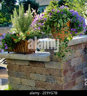 Horizontales Bild einer Stützmauer mit Kapstone-Leisten, die breit genug sind, um Terra-Cotta-Behälter mit Kräutern und nachhängenden violetten Calibrachoas zu halten! Stockfoto