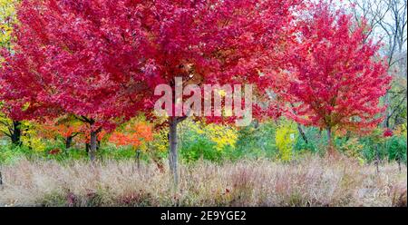 Leuchtend rote Ahornbäume, die in einer Autoherbstlandschaft mit Ziergräsern unterpflanzt sind Stockfoto