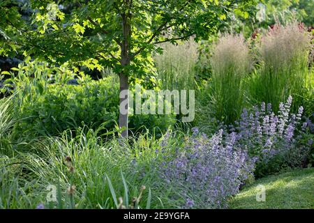 Karl Foerster Feather Reed Gräser mit ihren federleichten Federn, manierlich mit kühner vertikaler Erscheinung, verbunden mit Katzenminze und russischem Salbei Stockfoto