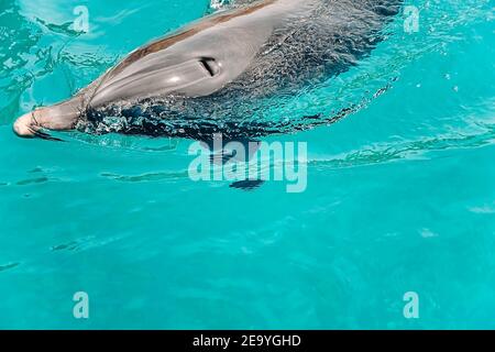 Ein junger wunderschöner Delfin taucht aus dem Wasser auf, verspielte Tiertänze und schwimmen unter dem Roten Meer, sonniger Tag im Delphinriff, Top-Ort in eilat zu besuchen Stockfoto