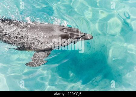 Ein junger wunderschöner Delfin taucht aus dem Wasser auf, verspielte Tiertänze und schwimmen unter dem Roten Meer, sonniger Tag im Delphinriff, Top-Ort in eilat zu besuchen Stockfoto