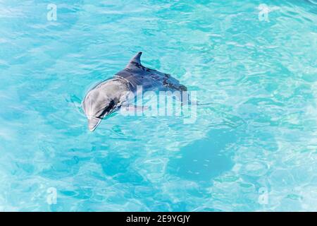 Ein junger schöner Delphin taucht aus dem Wasser, verspielte Tiere schwimmen und tanzen unter dem Roten Meer, sonniger Tag im Delphinriff, Top-Ort zu besuchen Stockfoto