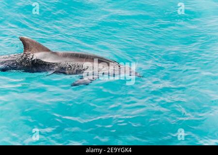 Ein junger wunderschöner Delfin taucht aus dem Wasser auf, verspielte Tiertänze und schwimmen unter dem Roten Meer, sonniger Tag im Delphinriff, Top-Ort in eilat zu besuchen Stockfoto