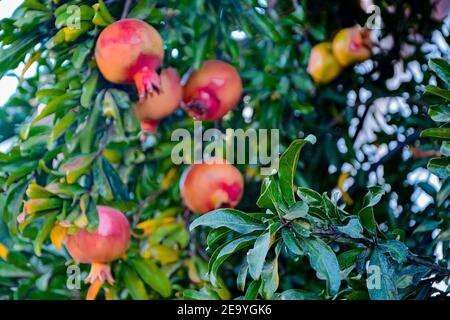 Reife Granatapfelfrüchte hängen an dem Baum. Erntezeit in israel Stockfoto