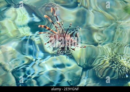 Fische schwimmen im Meer, Löwenfisch-Zebra im transparenten Wasser auf dem Hintergrund von Steinen und Korallen