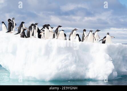 Adelie-Pinguine versammeln sich auf einer Eisscholle in der Nähe der Antarktischen Halbinsel und sehen aus wie Geschäftsleute, die sich zu einem Treffen versammelt haben Stockfoto