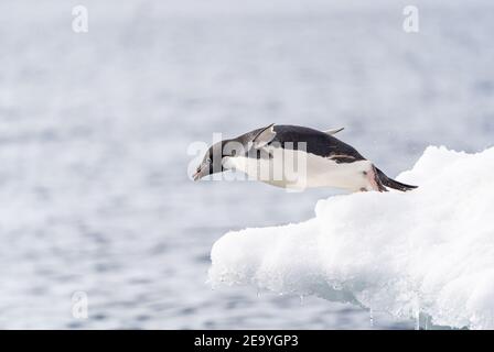 Ein Adelie Pinguin springt aufgeregt aus einem ins Wasser Eisberg Stockfoto