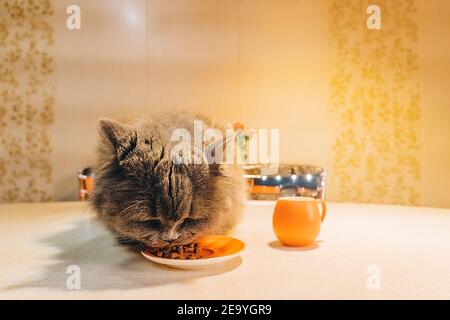 Eine große graue flauschige Katze sitzt auf dem Tisch und Isst Lebensmittel aus einer orangefarbenen Untertasse Stockfoto