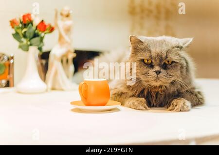 Eine große graue flauschige Katze liegt auf dem Tisch in der Nähe Eine Tasse und Untertasse und schaut auf die Kamera Stockfoto